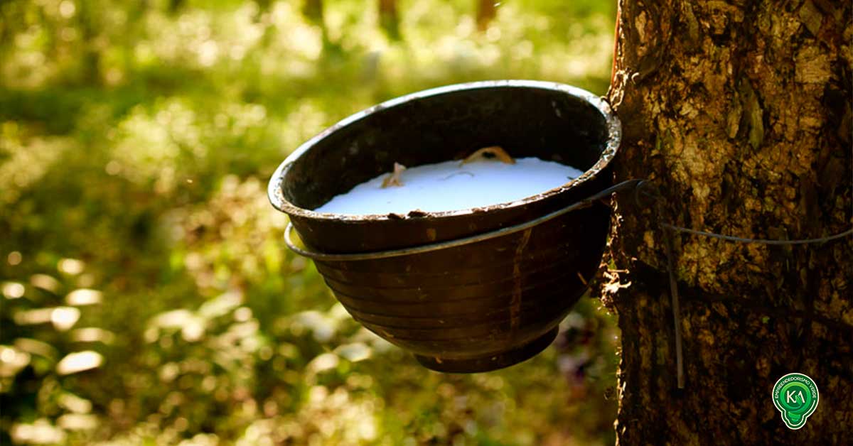 Seringueira Kaiser Agro